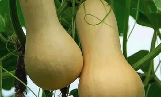 Butternut