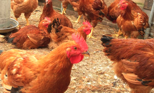 Kienyeji Chicken