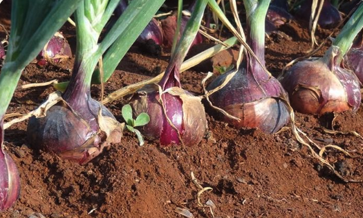 Onions