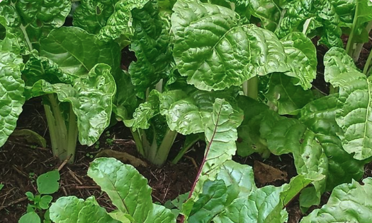 Spinach