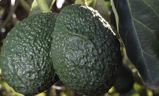 Avocadoes